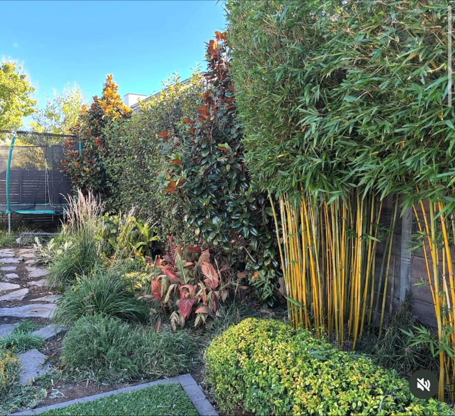 Lush backyard with golden bamboo and mixed foliage