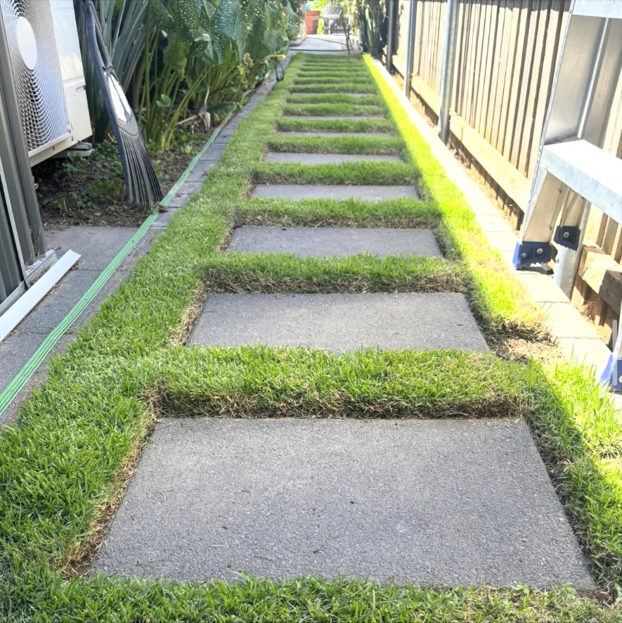 Zoysia australis lawn steppers between paving