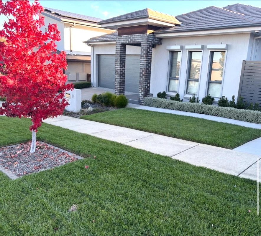 Autumn Japanese maple in a manicured front lawn