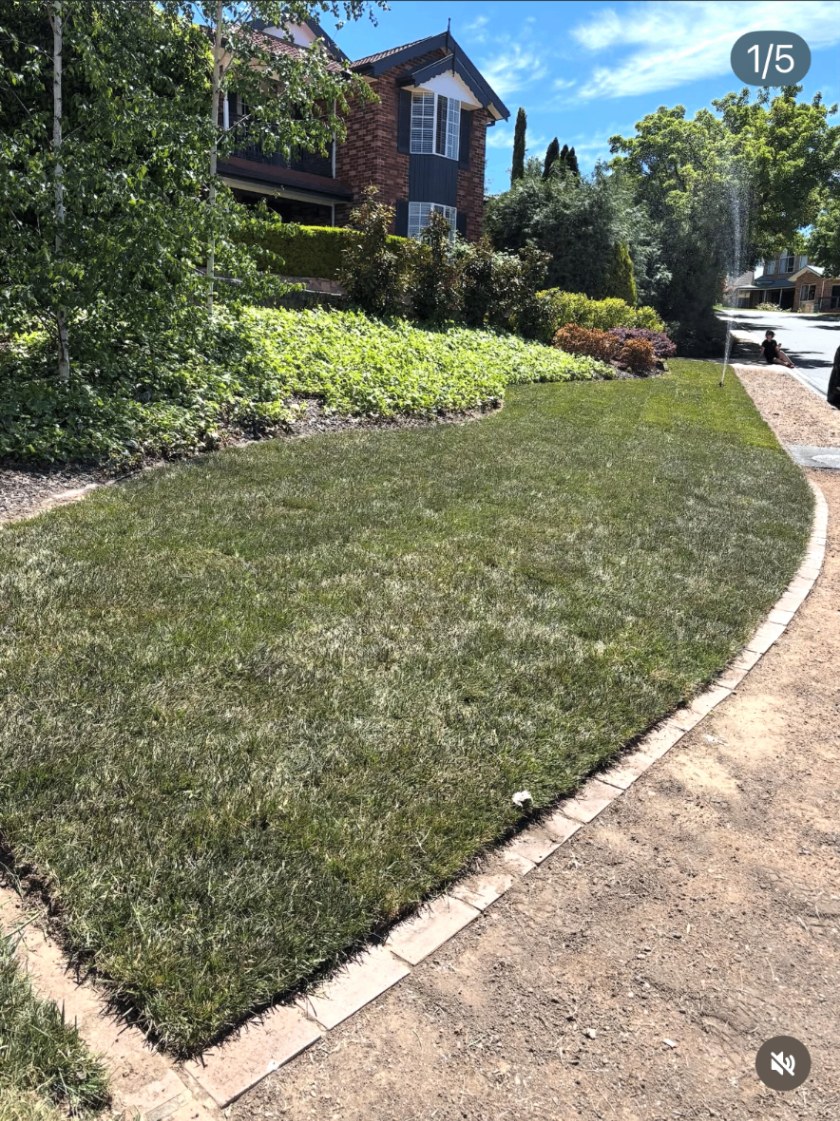 Fresh laid buffalo turf lawn with brick edging